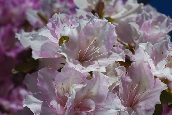 Azaleas Pinks by Joy Watson